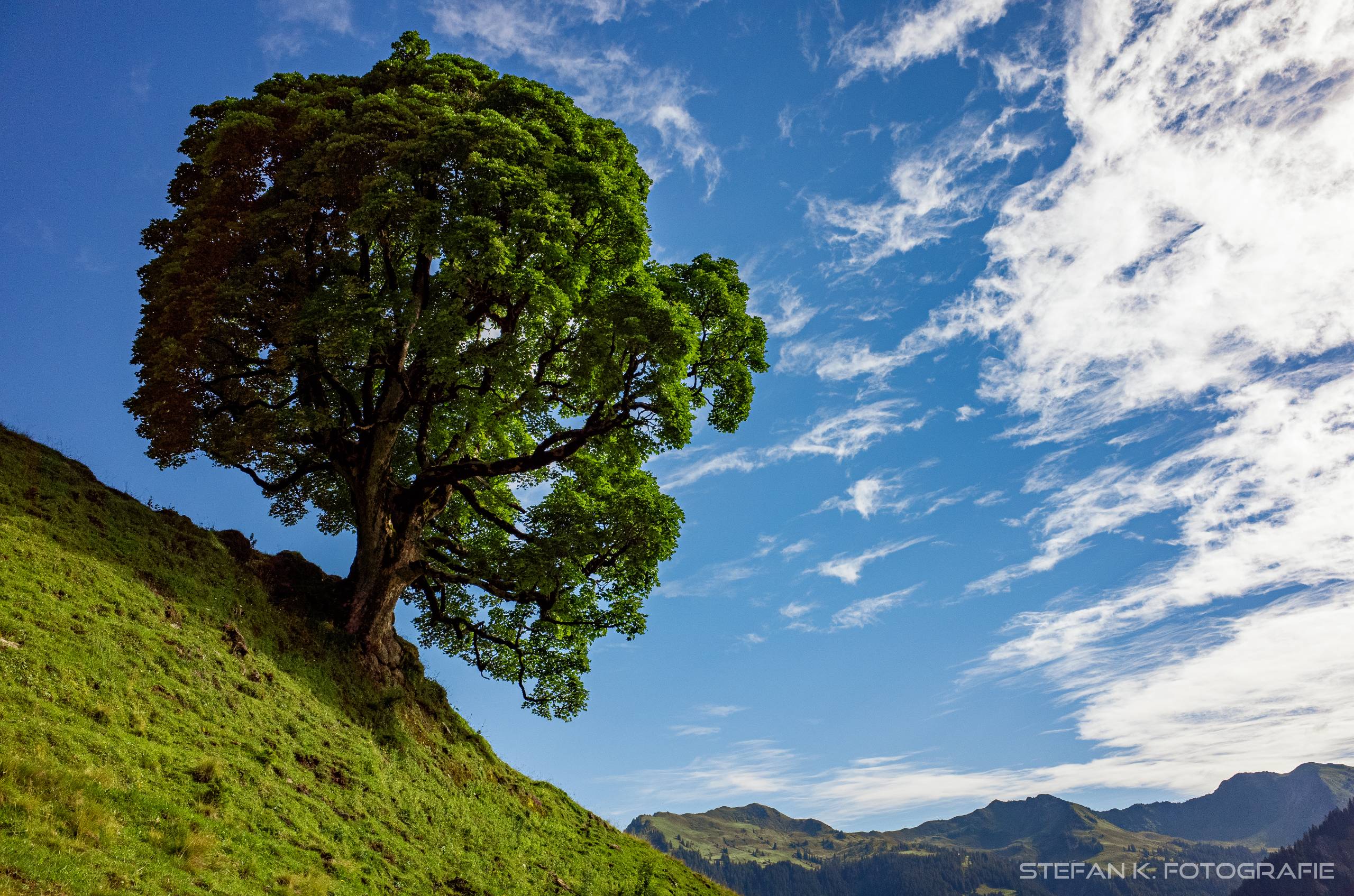 Der Lieblings-Bergahorn